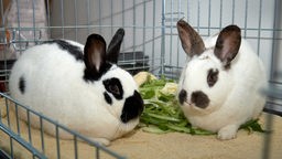 Zwei Kaninchen sitzen mit Grünzeug in einem Gehege: das Rechte ist schwarz-weiß und das Linke braun-weiß