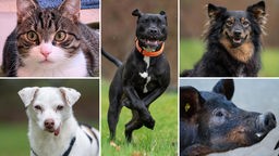 Collage aus fünf Tierbildern: oben links eine getigerte Katze, unten links ein weißer Hund, in der Mitte ein schwarzer Hund, oben rechts ein schwarz-brauner Hund, unten links ein dunkelbraunes Schwein