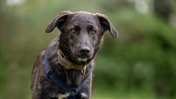 Dunkelbrauner Hund mit dunkelgrünem Halsband und hellbraunen Augen