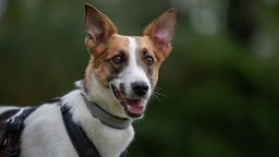 Weißer Hund mit braunen und schwarzen Flecken, abstehende Ohren