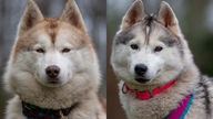Collage von zwei großen Hunden: linker Hund ist braun-weiß und rechter Hund ist grau-weiß