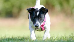 Kleiner schwarz-weißer Hund mit lila Geschirr