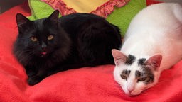 Eine schwarze und eine weiße Katze sitzen auf einer roten Decke 