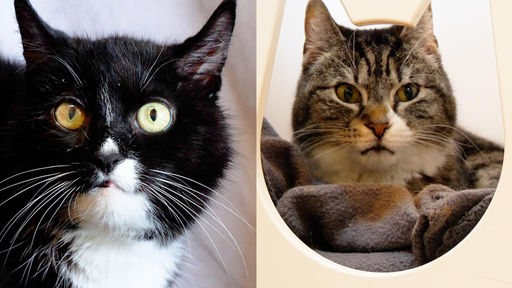 Collage von zwei Katzen: links schwarz-weiß und rechts braun-getigert