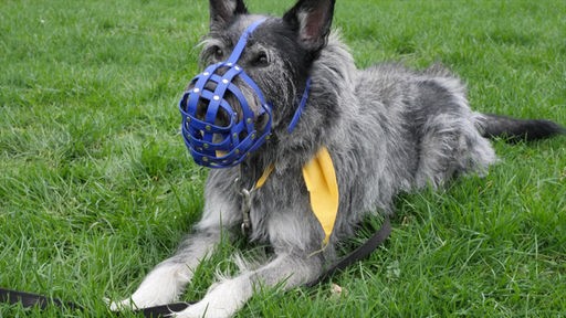Grauer Hund mit zotteligem Fell und einem blauen Maulkorb