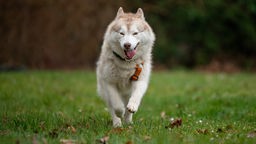 Großer braun-weißer Hund läuft über eine Wiese