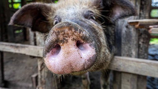 Ein schwarzes Schwein schnuppert hinter seinem Gehege Richtung Kamera