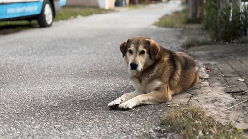 Ein brauner Hund liegt auf einer grauen Straße