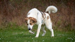 Großer Hund mit weiß braunem Fell läuft über eine Wiese und schaut runter 