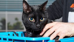 Eine schwarze Katze sitzt in einer blauen Transportbox