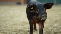 Ein dunkelgraues Schwein mit einer gelben Markierung im Ohr